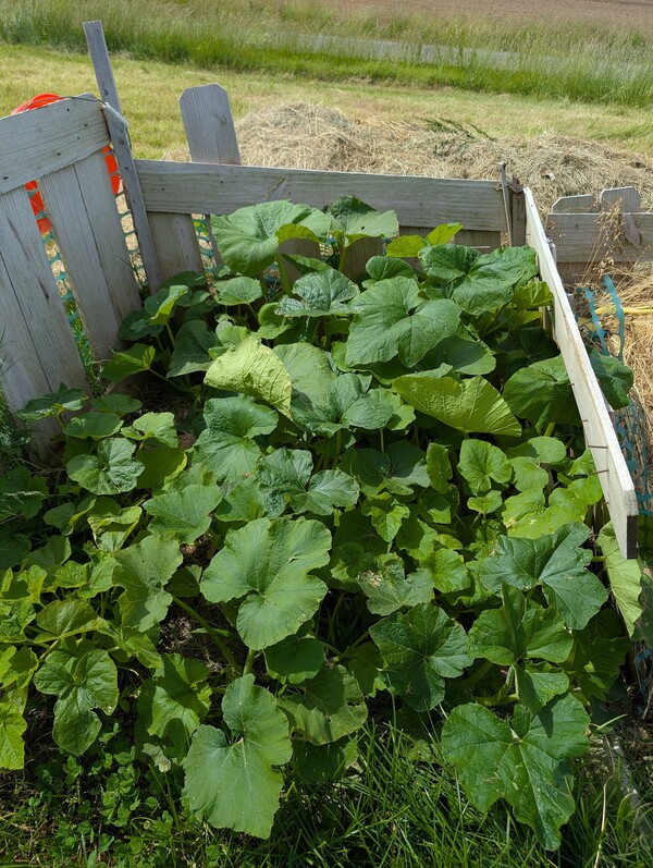 Pumpkin plants