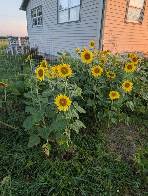 Pumpkin plants